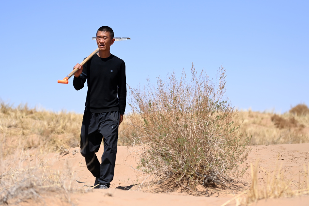 萤火·青春|儿时沙海,如今花香扑面——八步沙第三代治沙人郭玺的治沙