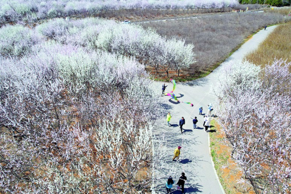 大连甘井子区这12处赏花地让人一见倾心_腾讯新闻