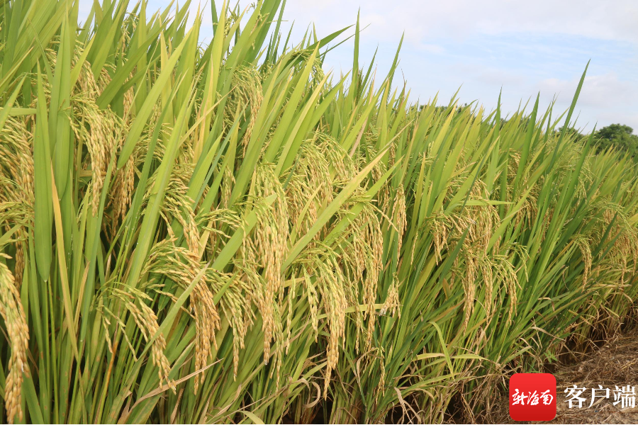 看稻选种三亚举行优质水稻新品种示范推广现场观摩会