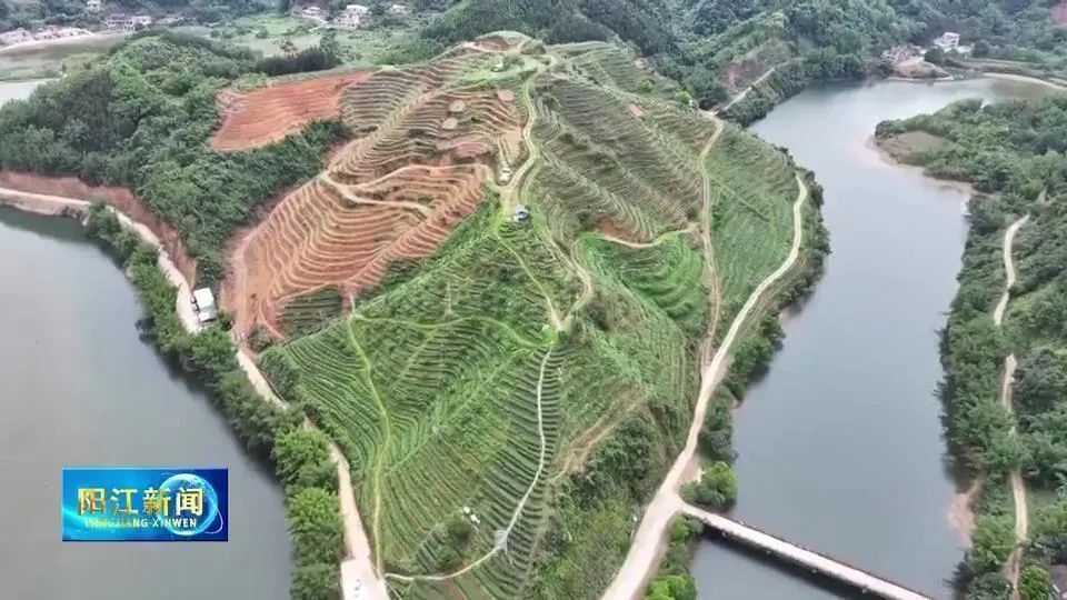 实干"百千万" 阳江在发力 | 阳春圭岗:大河春茶香满园_腾讯新闻