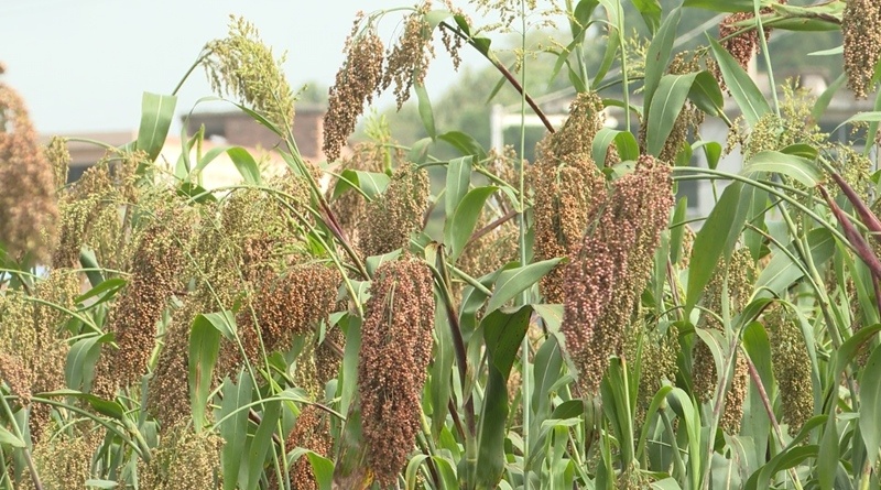 普定: 高粱"丰"景美 机械收割忙