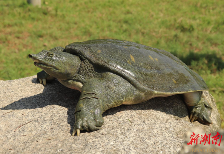 "汉寿甲鱼"入选2023年农业品牌精品培育计划名单