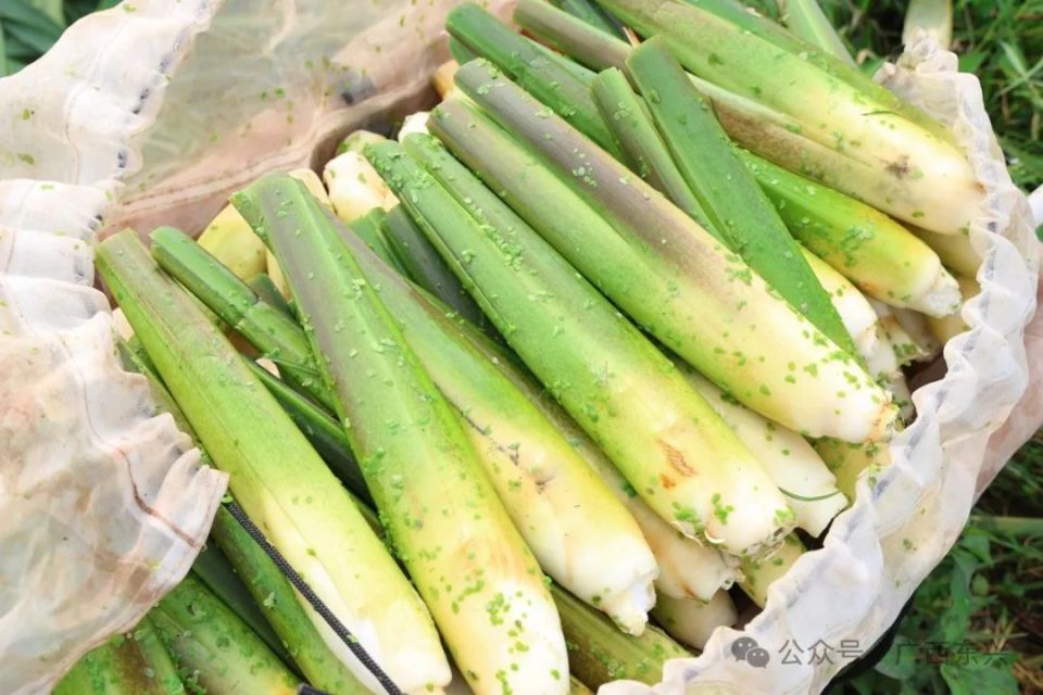 东兴√头茬茭白争"鲜"上市