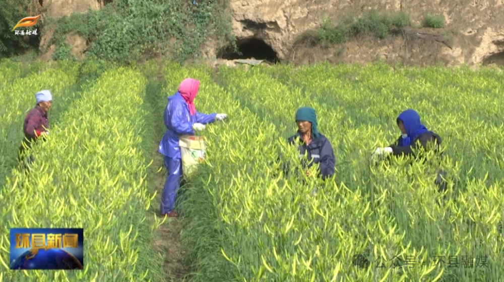 环县:黄花菜开出致富花 小小金针变"真金"