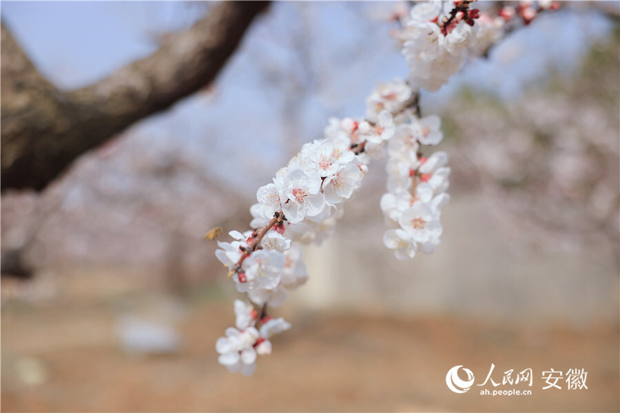 淮北黄里杏花节图片