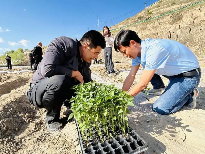汪集镇组织开展"深耕细作系农情 躬耕农田践初心"主题党日活动