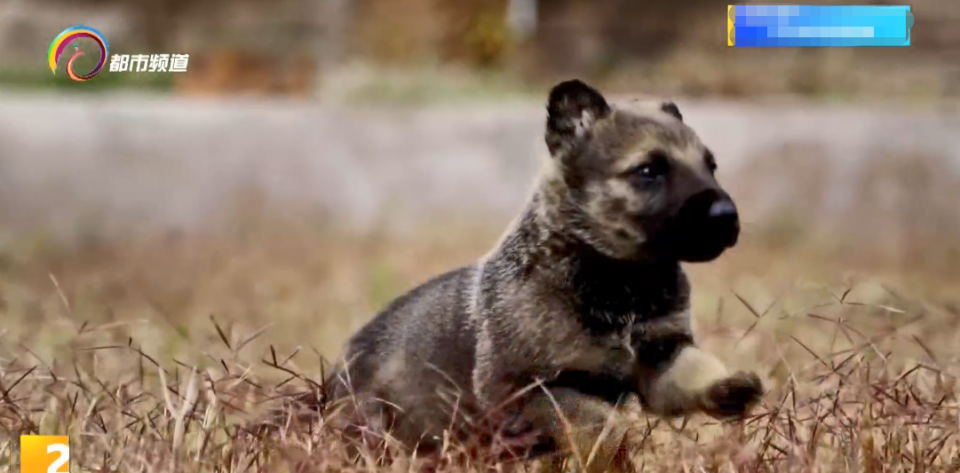 警犬生宝宝图片