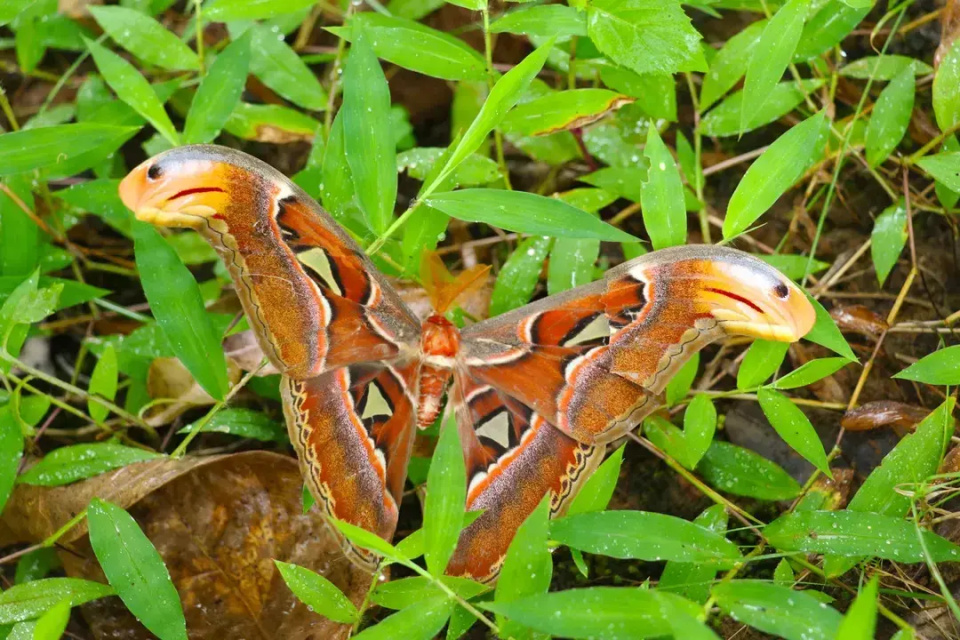 云南临沧市镇康县山林惊现世界体型最大蚕蛾 翅膀双翼如同蛇头色彩