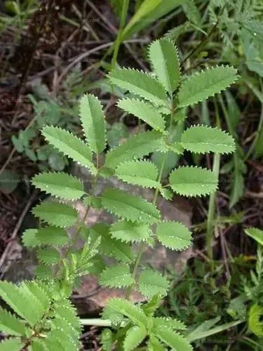 万物有灵 | 名副其实山霸王——血箭草