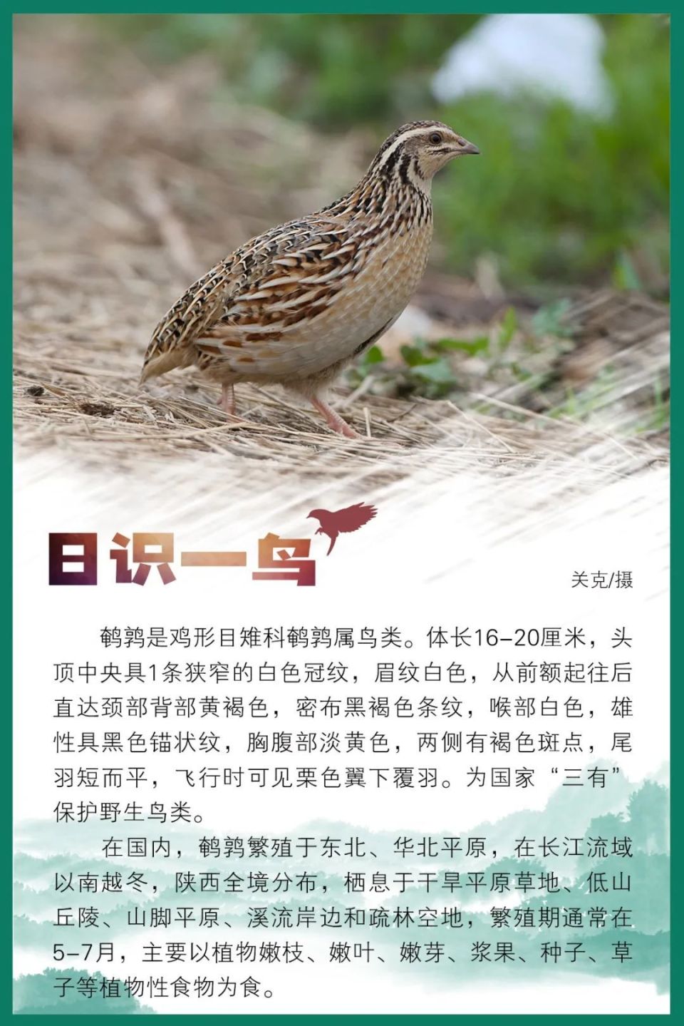 日识一鸟|鹌鹑