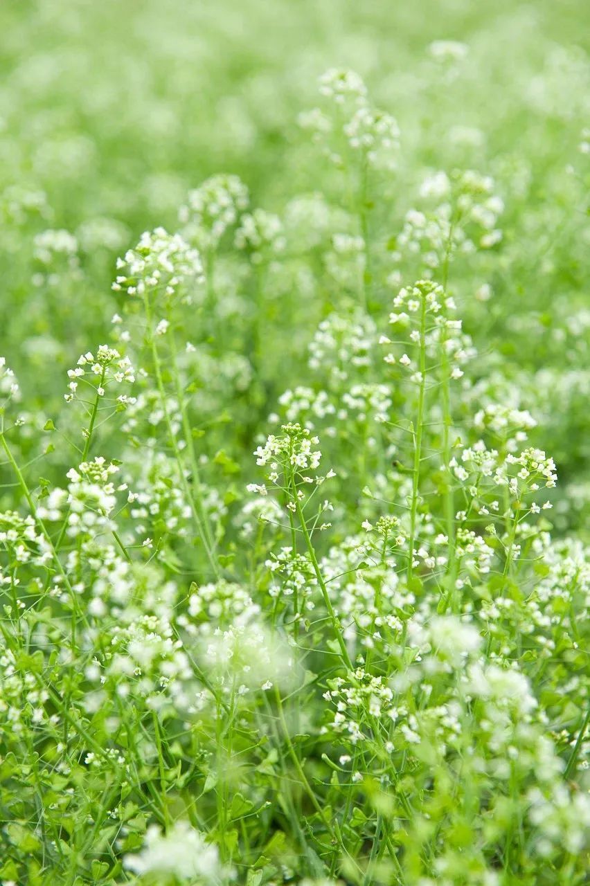 谷雨后,立夏前,来苏州留住春天!