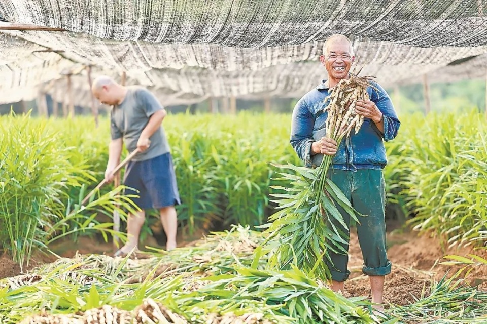 [南方生姜网-图片加载]