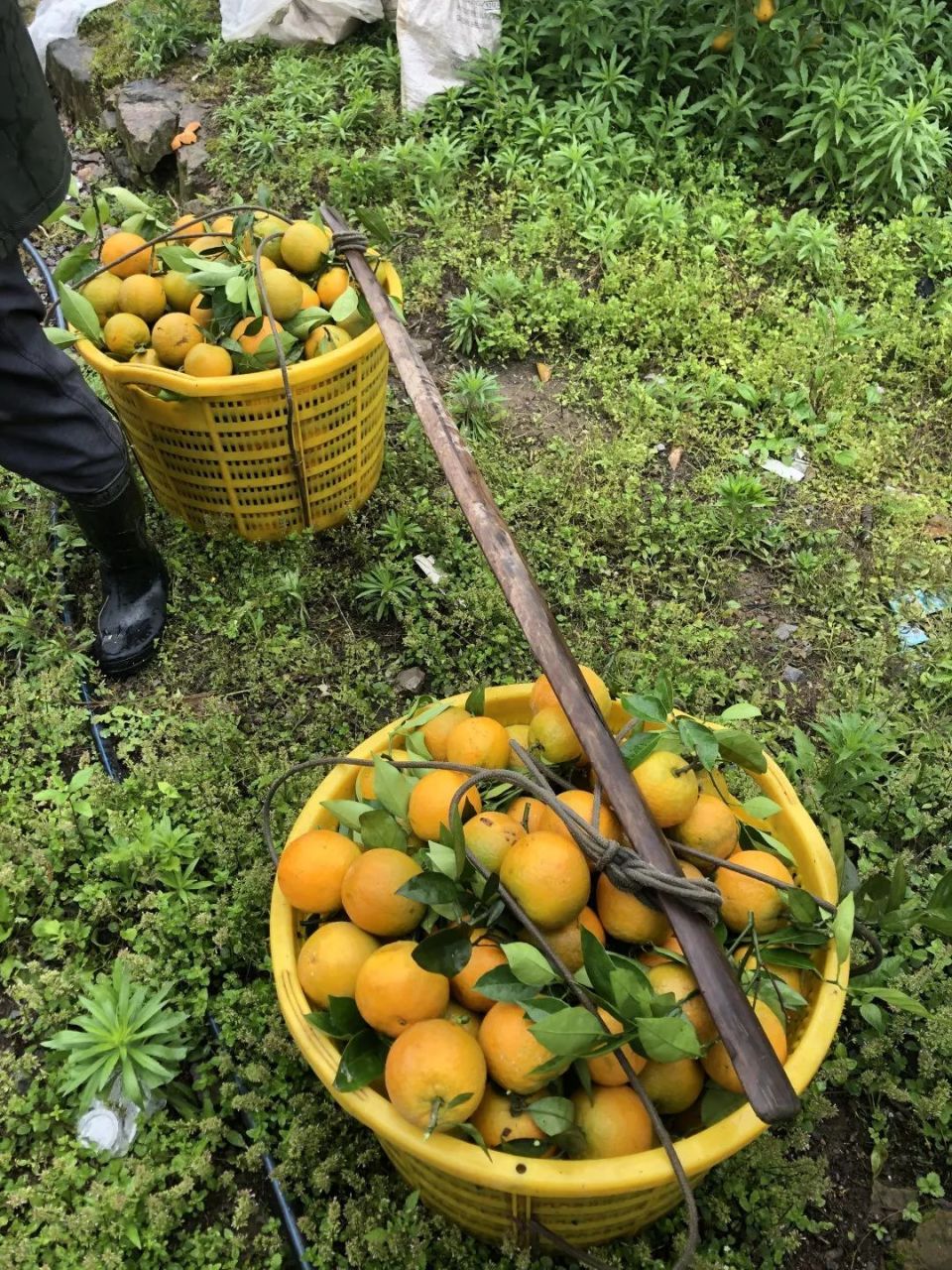 江永夏橙,真的可以