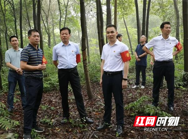 李月红一行沿着林道察看林区生态,古树名木保护情况,听取东安县林长制