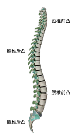 呈s形的,有4个生理弯曲,分别是颈椎前凸,胸椎后凸,腰椎前凸,骶椎后凸