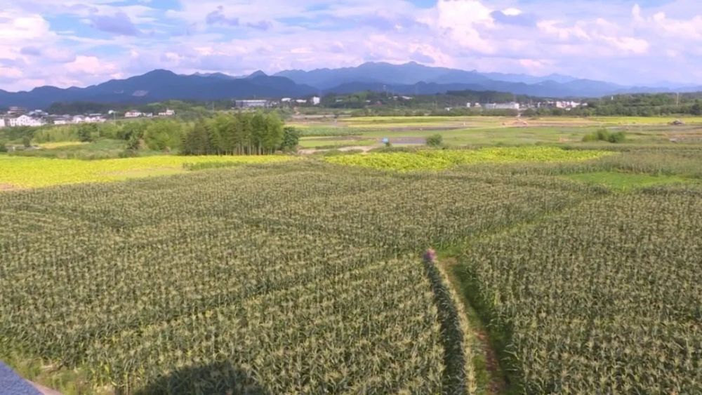 近年来,连城县文亨镇立足土地资源优势和地理条件便利,优化土地和种植