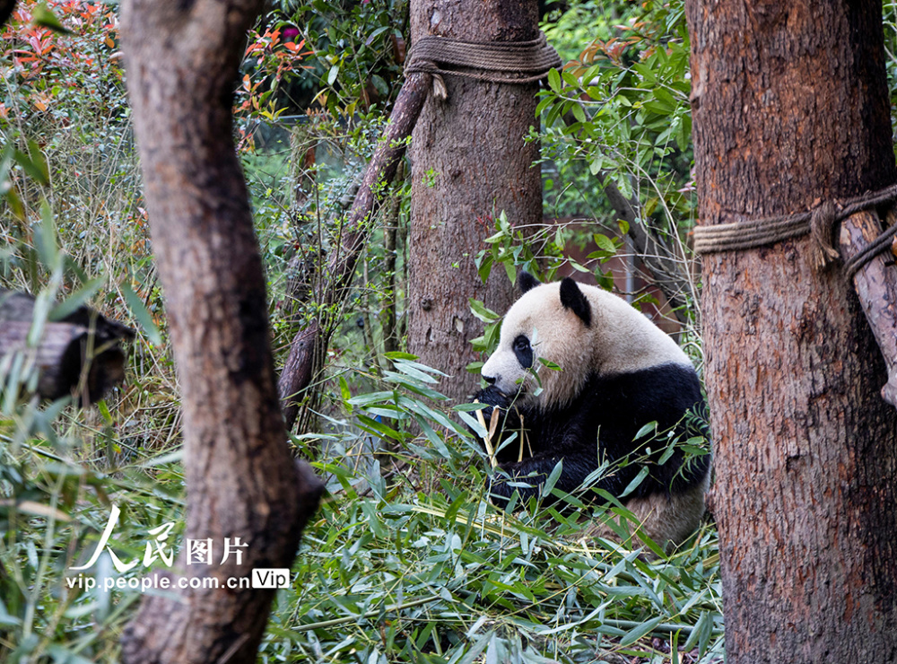 四川都江堰大熊猫萌态十足惹人爱