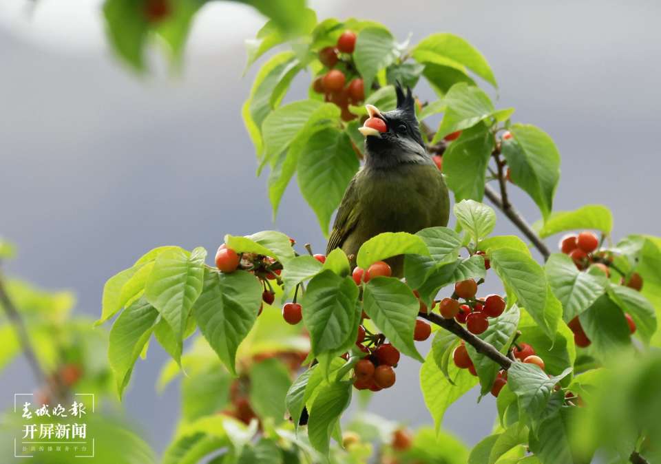 美好生活在云南|昭通樱桃甜滋滋,鸟儿也禁不住诱惑