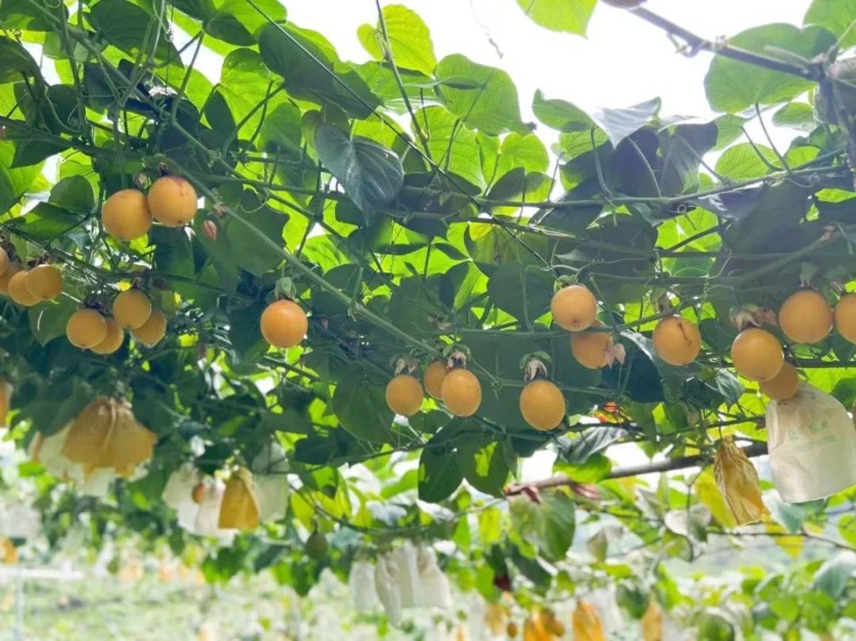 即将上市,芒市有一种水果叫热情果!