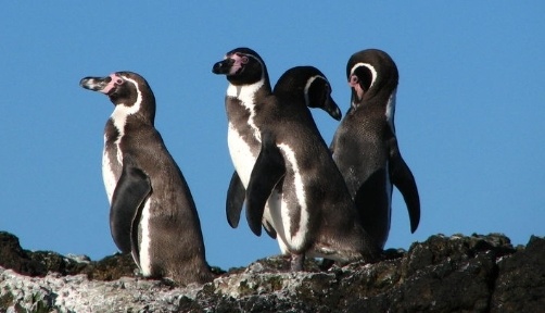英媒:海洋污染 禽流感威胁,智利洪堡企鹅面临灭绝风险