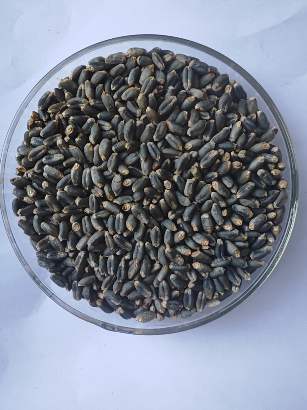 青岛彩色小麦又添一抹"蓝" ! "青研蓝麦1号"通过山东省审定