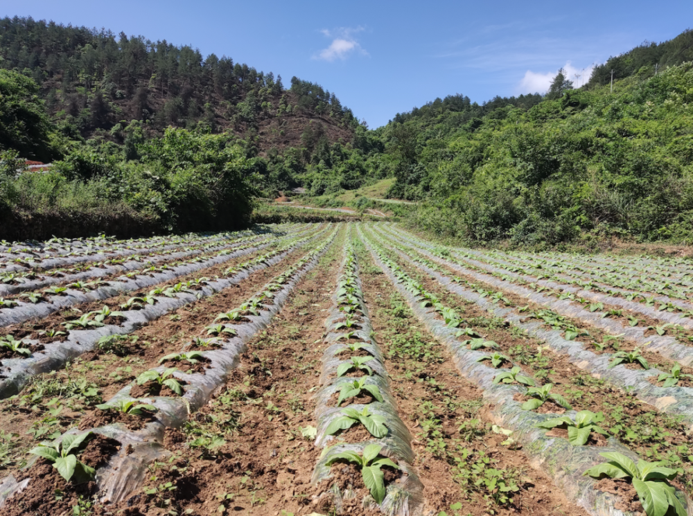 黄平县新州镇:田间地头披"新绿" 烤烟育肥助丰收