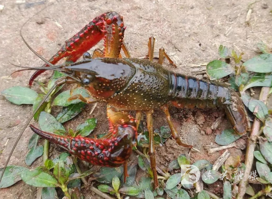 发展小龙虾养殖产业,"东兴区水质好,气候条件好,适合小龙虾生长