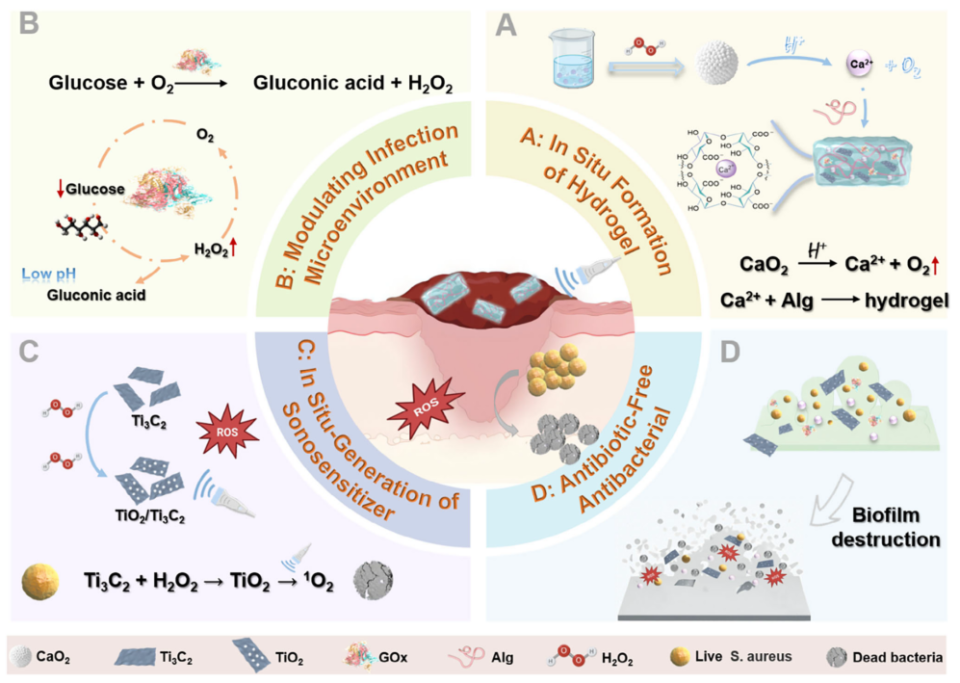 医用抗菌水凝胶怎么用南京工业大学AFM：新型可注射水凝胶为糖尿病脓肿治疗提供级联抗菌新策略_https://www.jmylbn.com_新闻资讯_第2张