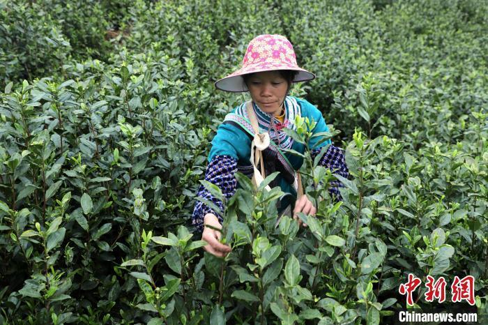广西田林春分至采茶忙
