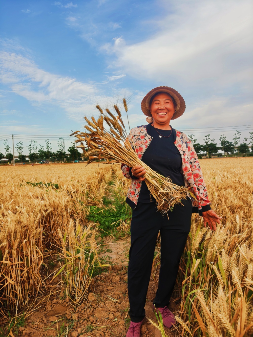 麦子阿姨喊你来收麦