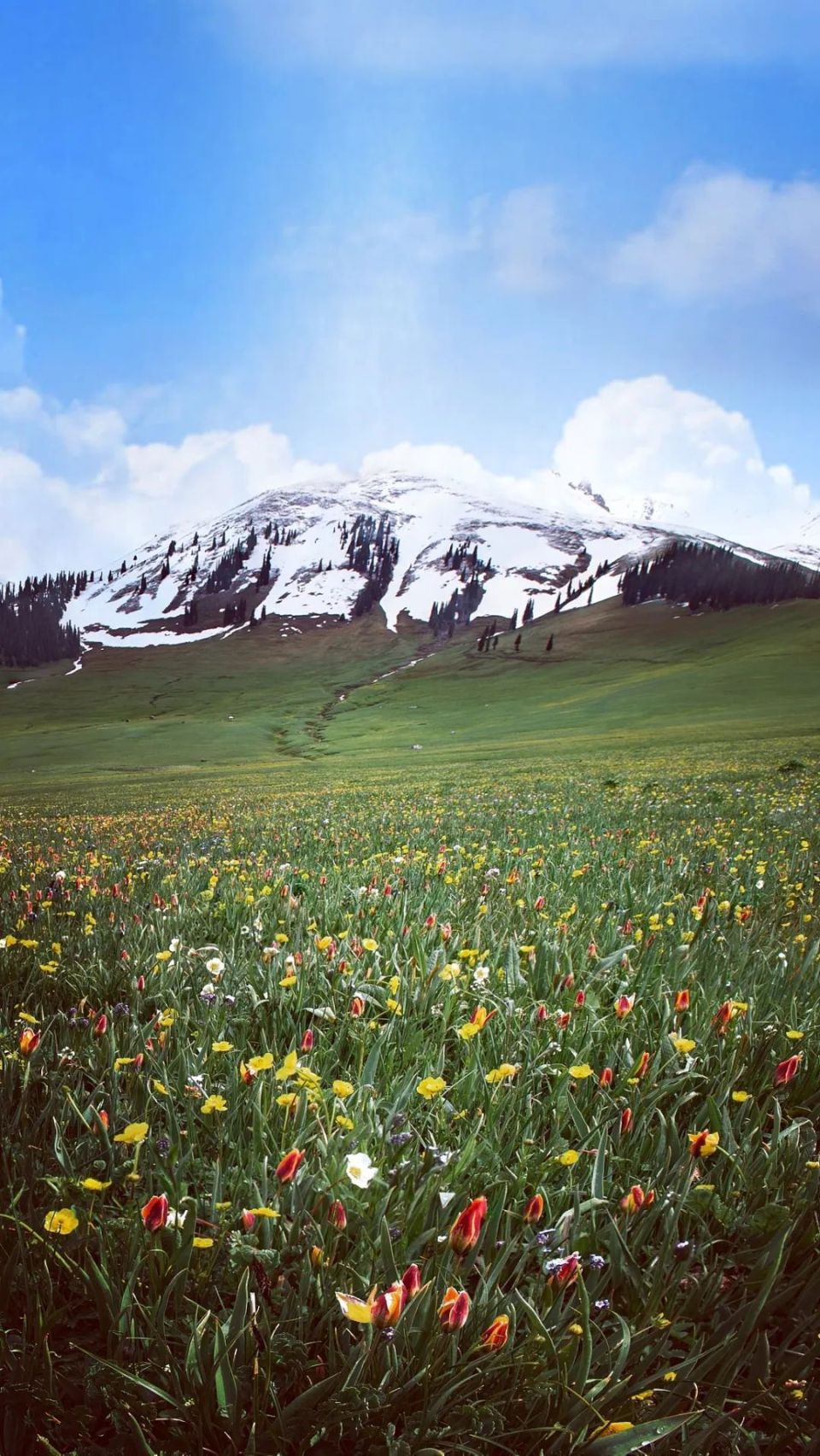那拉提最美在山花烂漫之时,每年夏季是那拉提草原观赏野郁金香的最佳