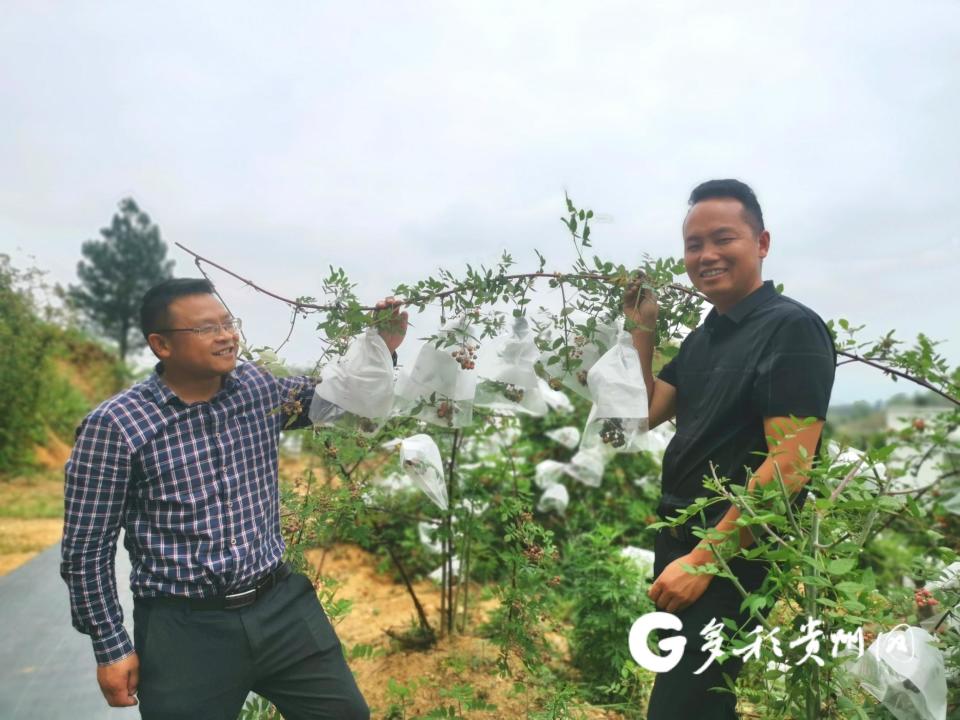 【农业“芯”力量】从晴隆到黔西 无刺树莓奇“育”记_腾讯新闻