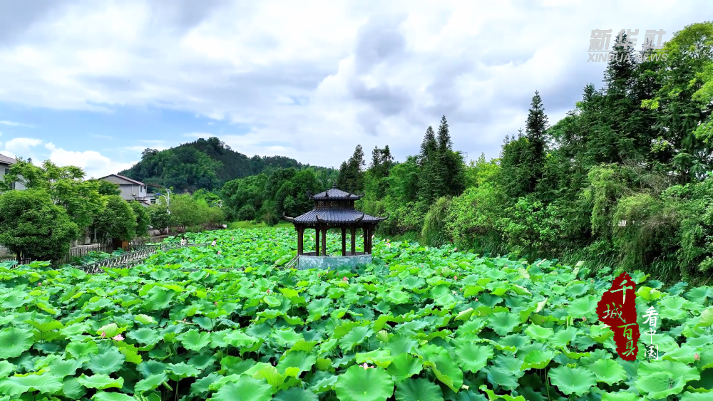 千城百县看中国|福建邵武:夏日荷花醉清池
