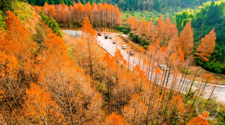 12月5日,墊江縣明月山紅杉林景點,片片紅杉林逐層渲染,如油畫般令人