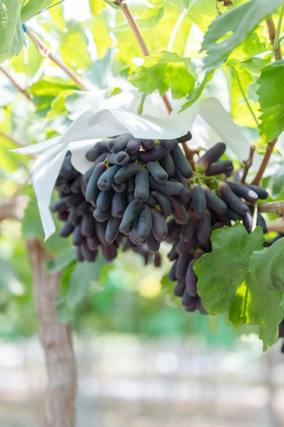 这些藏在双流初夏的香甜味道,你闻到了吗?