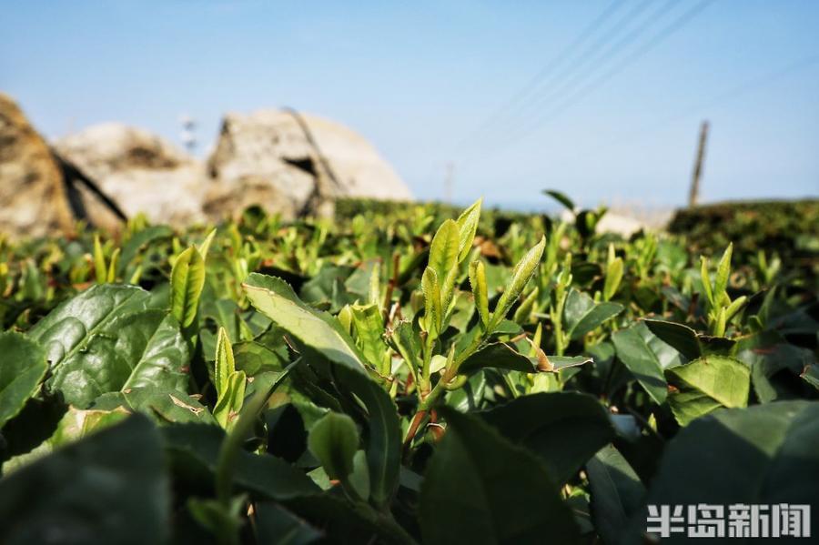 春日崂山第一口鲜!小片崂山大田茶抢先出芽_腾讯新闻