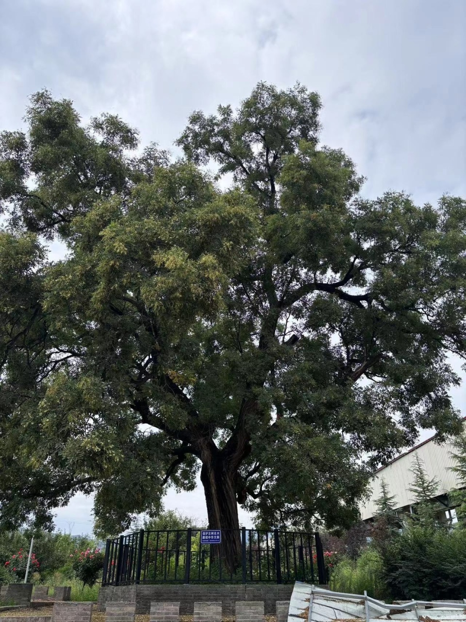 【陕西古树】礼泉县烟霞镇韩窑村国槐