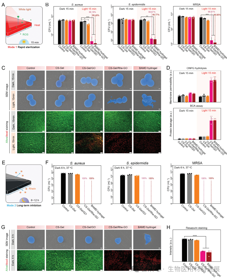医用抗菌水凝胶怎么用《AFM》湖北大学吴水林／河工大刘想梅： 多模式消毒功能的强粘附Janus水凝胶，用于多重耐药金葡球菌感染的开放性伤口快速修复_https://www.jmylbn.com_新闻资讯_第6张