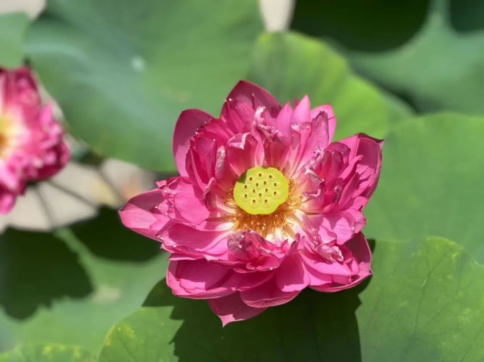 绿色越秀 | 荷花仙境如期而至!艳压整个夏天!