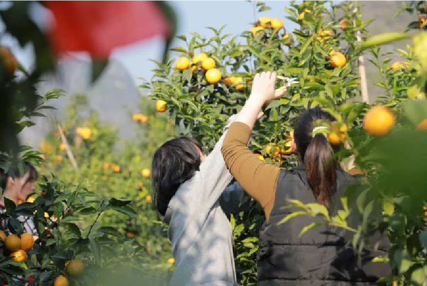 唯一计划之外的行程是去菊园采摘.