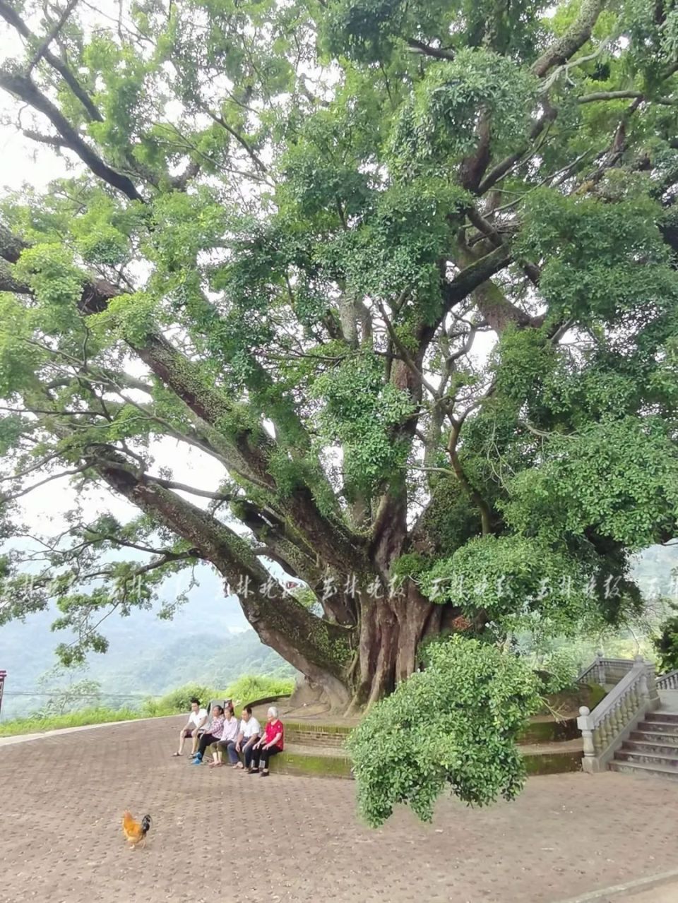 玉林这里藏着一棵1500年的古榕树