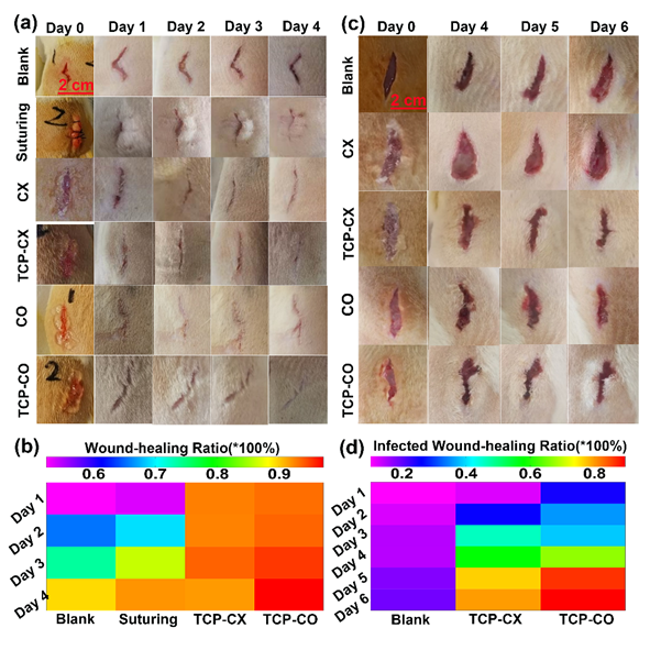 生物止血膜有哪些福州大学／中科院物构所《AFM》：生物启发的自愈性水凝胶，实现胃溃疡快速止血与促进伤口愈合_https://www.jmylbn.com_新闻资讯_第6张
