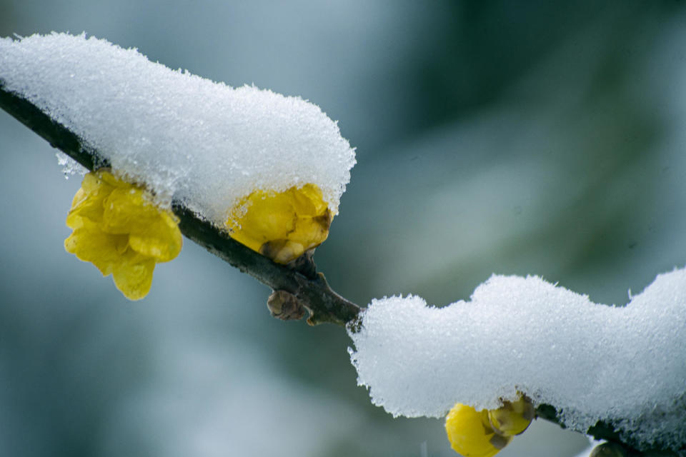 雪中腊梅孤自芳