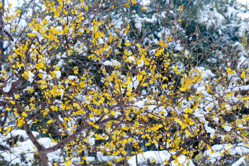 而今绿博园内积雪未消,盛开的腊梅花宛若繁星点缀在白雪皑皑中,层层