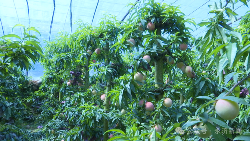 【产业发展】大棚桃子抢"鲜"上市  果园飘香摘果忙