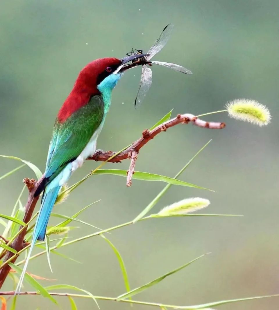 "中国最美小鸟"蓝喉蜂虎现身大悟