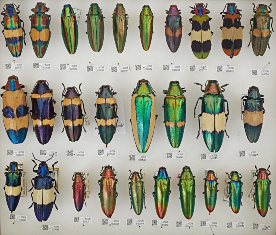 140万只虫装点皇宫?其实它还是珠宝圈顶流