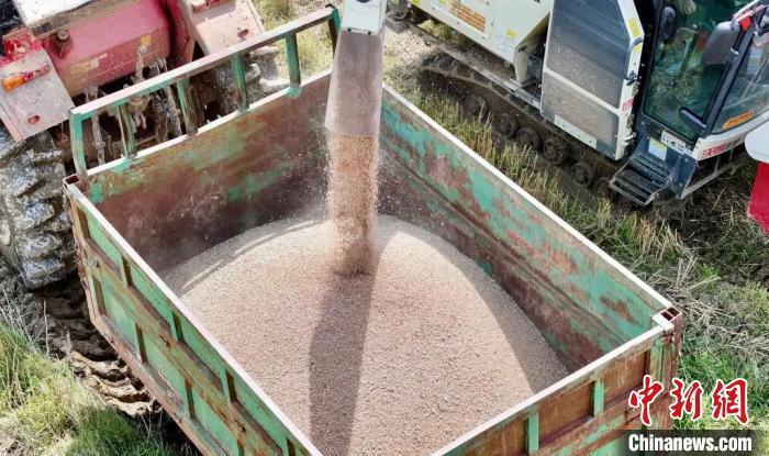 江西南昌:冬种小麦夏种稻 "稻麦轮作"促增收_腾讯新闻