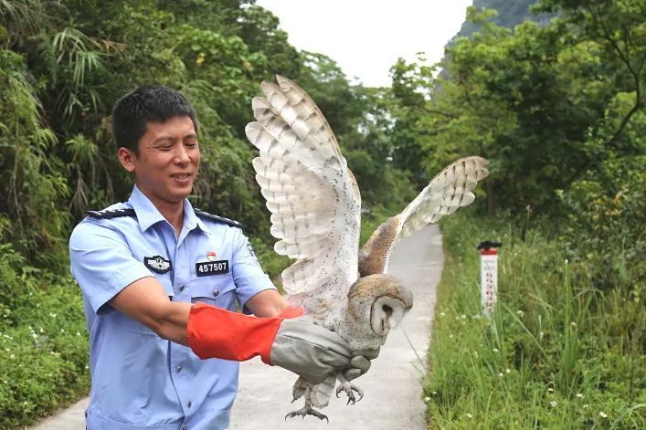 剑指涉野生动物犯罪!广西河池公安机关多警种配合守护森林生态