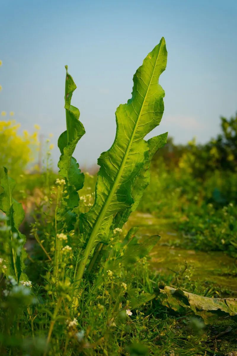 根,野当归,土大黄,野萝卜,牛舌菜,千年不烂心,癣药草,假大黄,连明子 o